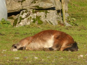 War nicht irgendwann mal die Rede von Männern mit Gewähren auf der Ponykoppel? :O