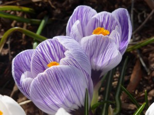 Auch hier kommt der Frühling langsam aber sicher. :)